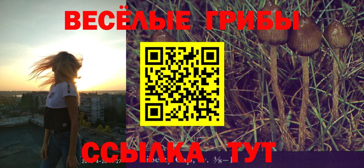 Электрогорск  где найти наркотики  Вход с VPN  Псилоцибиновые грибы Cubensis 